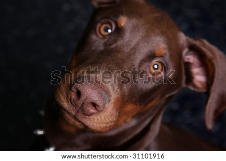 Cute Doberman Pincher Puppy closeup