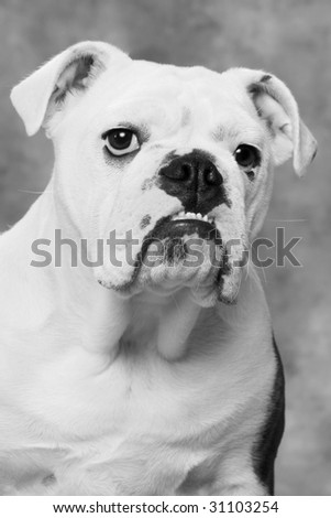 English Bulldog Portrait In Black And White Stock Photo 31103254 ...