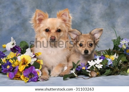 two adorable little dogs with flowers