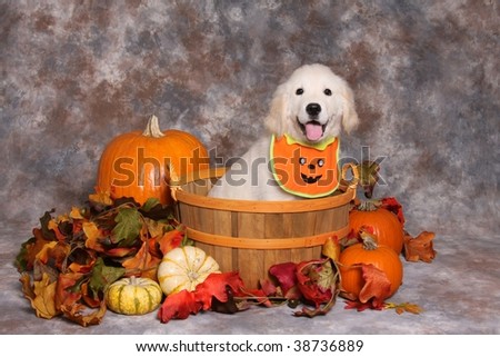 Halloween Golden Retriever Puppy Stock Photo 38736889 : Shutterstock