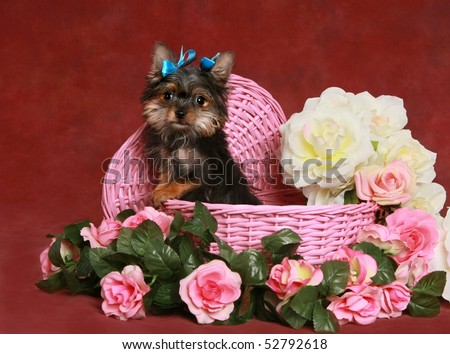 adorable little Yorkie puppy in pink basket with flowers