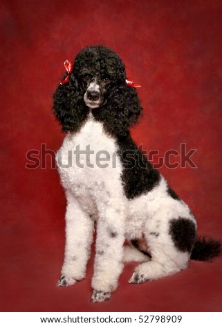 Party colored standard Poodle on red background