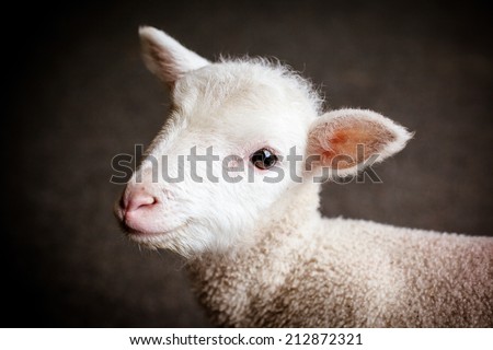 An inquisitive baby lamb in Victoria, Australia