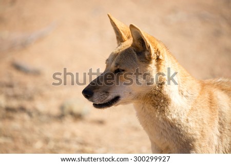 An alert wild dingo near Alice Springs, Northern Territory, Australia