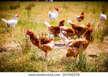 Similar – Image, Stock Photo Brown chicken on green meadow