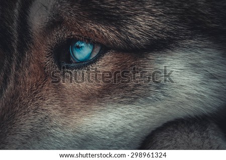 blue eyes of a wolf