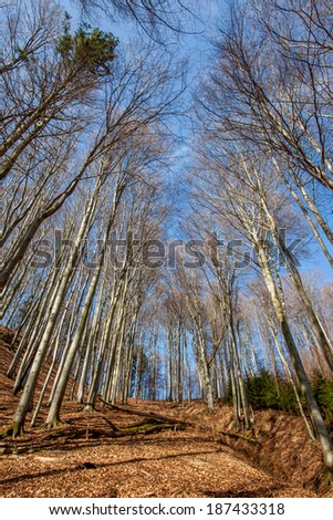 Magic trees/wonderful beech trees without leaves