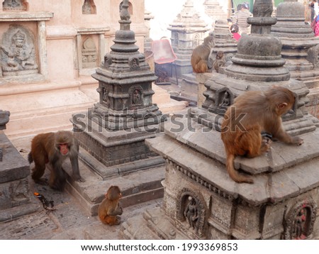 Monkey walking playing sitting relaxed in Swayambhunath pagoda or Swayambu or Swoyambhu or Monkey temple for napali people and foreign traveler travel visit at Katmandu valley hill in Kathmandu, Nepal Stock fotó © 