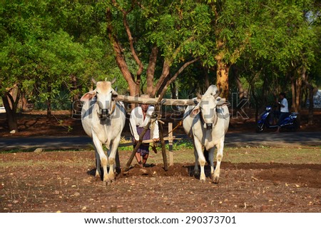 MANDALAY, MYANMAR - MAY 21 : Burmese farmer with cow for plowing towing on paddy or rice field located at Pukam or Bagan on May 21, 2015 in Mandalay, Myanmar