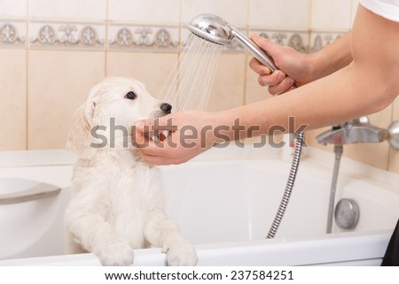 golden retriever puppy is taking a shower at home