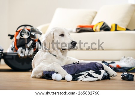 Dog is missing his owner golfer that packing suitcase to golf tour