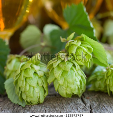 Fresh hops with beer