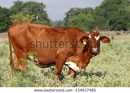 Beef Cow