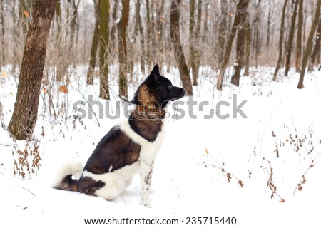 Akita dog breed with a black muzzle winter in the park