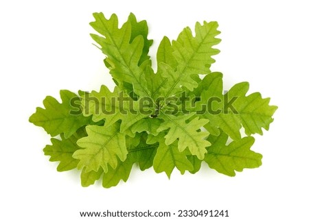 Similar – Image, Stock Photo Quercus robur oaks are reflected in a body of water with blades of grass in the bog