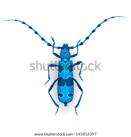 Rosalia longicorn. Colorful vector drawing of big blue beetle. Insect isolated on the white background.