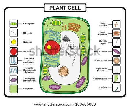 Plant Cell Stock Photo 108606080 : Shutterstock