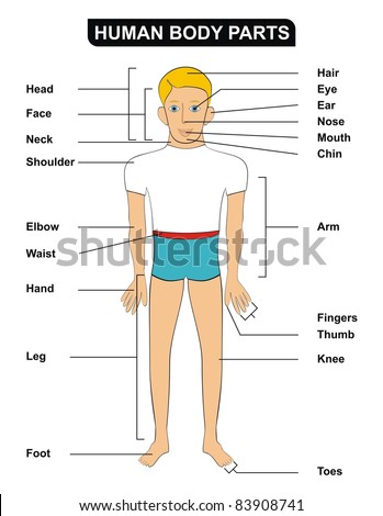 Human Body Parts Including ( Head, Face, Neck, Shoulder, Elbow, Waist ...