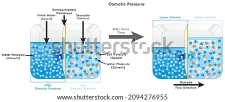 Osmotic Pressure Infographic Diagram showing fresh water separated from seawater by semipermeable membrane in container solvent solute solution osmosis flow direction physics science education vector Foto stock © 