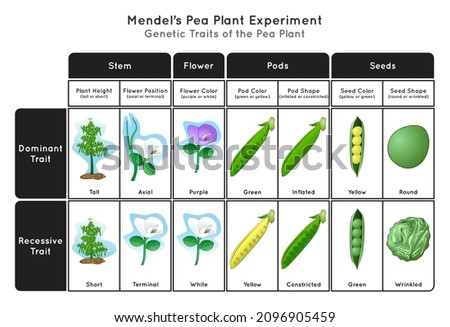 Genetic Trait Pea Plant Mendel Experiment Infographic Diagram stem height flower position color pod seed shape and color showing dominant or recessive traits concept biology science education vector Stock foto © 