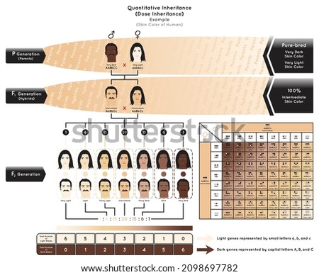 Quantitative Inheritance Infographic Diagram example human skin color capital letters genes ABC control dark pigmentation small abc control light polygenic heredity genetic science education vector