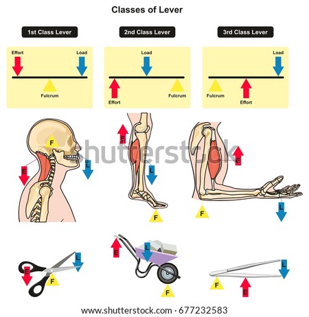 Classes of Lever infographic diagram showing parts and types including fulcrum load and effort with examples of human body joints bones and muscles daily lives for physics science education