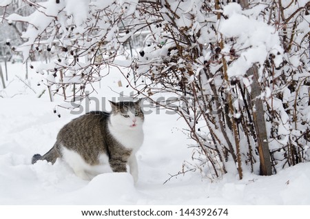 cat winter