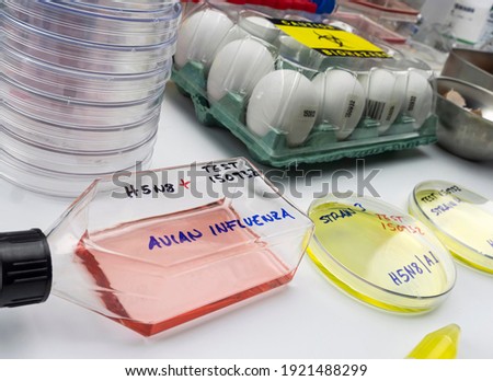 new strain of H5N8 avian influenza infected in humans, petri dish with samples, conceptual image Foto stock © 