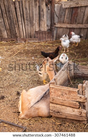 barnyard animals in a pen