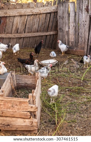 barnyard animals in a pen