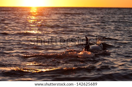 Wild dolphins at sunrise in Monkey Mia in Shark Bay, Western Australia.