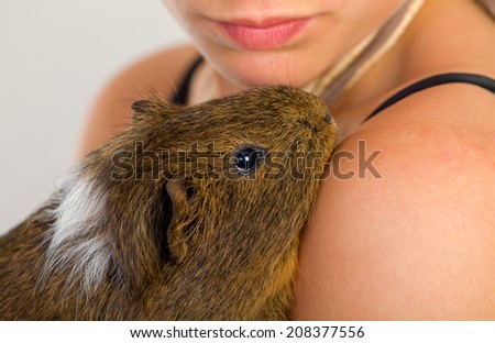 Female hand holding a beautiful guinea pig