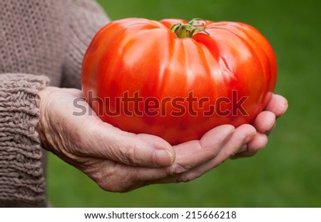 Elderly woman hand holding a giant red tomato