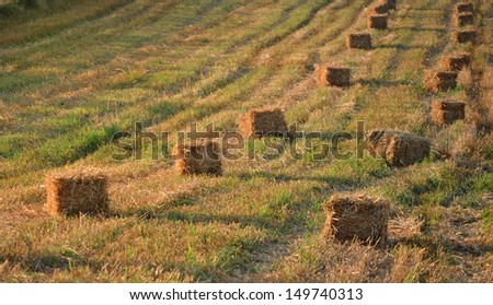 Hay bales standing ready to be collected