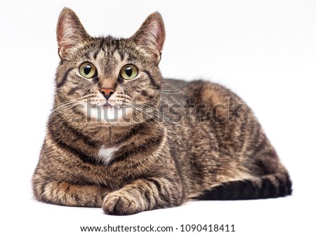 Similar – Image, Stock Photo Cute tabby cat lying down and looking at camera. Black and white image with copy space.