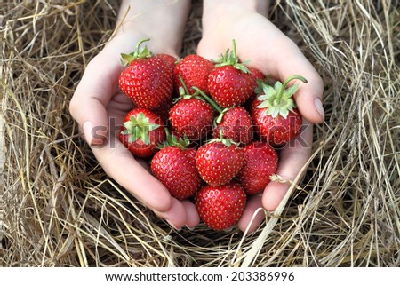 Strawberry in hands on straw background. Fresh strawberries from a strawberry farm.