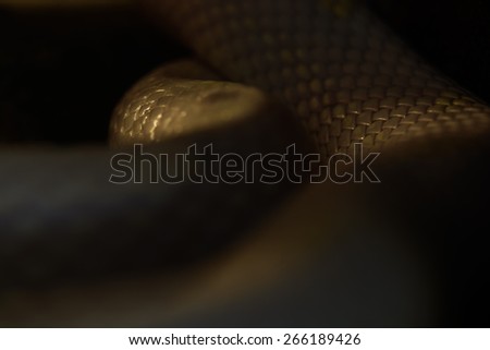Albino snake scales at night