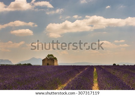 Lavender field and ruins provence landscape southern France