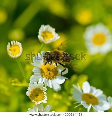 Honey Bee On Flowers