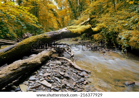 Autumn creek woods with yellow trees foliage and rocks in forest mountain