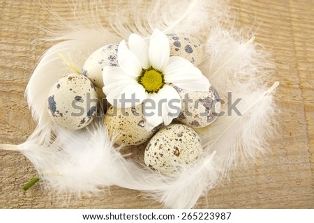 Many easter quail eggs grouped on wooden board with white feathers and white flower
