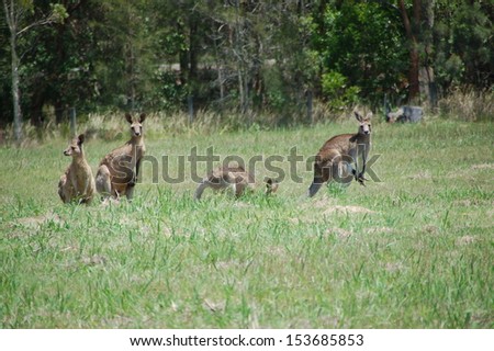 Family of kangaroos. Shot in October 2012 in the Hunter Valley Region, NSW/Australia.