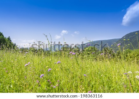 Flowery meadow in mountain landscape
