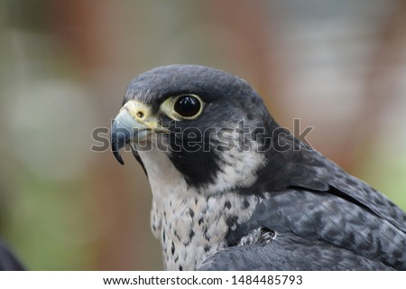 Shutterstock Puzzlepix