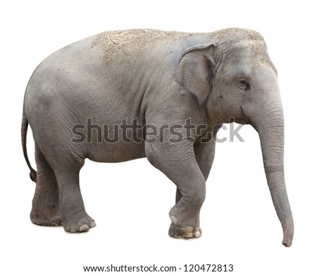 Asian Elephant Isolated On White Background Stock Photo 120472813 ...