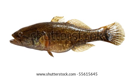 Chinese Sleeper, Amur Sleeper (Perccottus Glenii) - Freshwater Fish Of ...