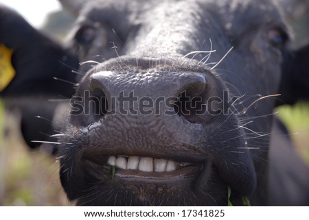 funny picture of almost smiling cow with white teeth