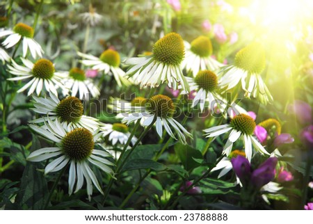 White cone flowers and the sun in background