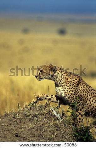 cheetah climbing hill