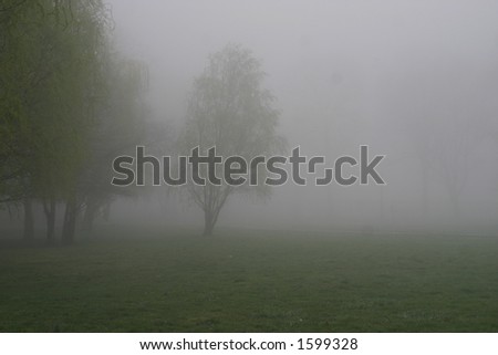 Trees in fog, Pelham Bay Park, Bronx, New York